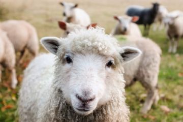 Pubblicazione bando 2/24 Regione Piemonte “danni causati dalle predazioni dei grandi carnivori al patrimonio Zootecnico Piemontese”.