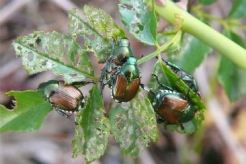Popillia Japonica - Istruzioni su come comportarsi